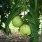 Asam Gelugur Live Plant (Garcinia atroviridis)