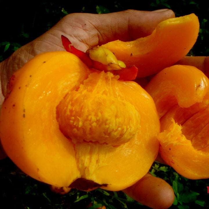 Asam Gelugur Live Plant (Garcinia atroviridis)