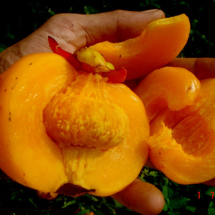 Asam Gelugur Live Plant (Garcinia atroviridis)