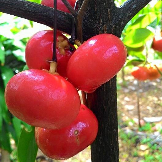 Lanceleaf Garcinia Live Plant (Garcinia gracilis)