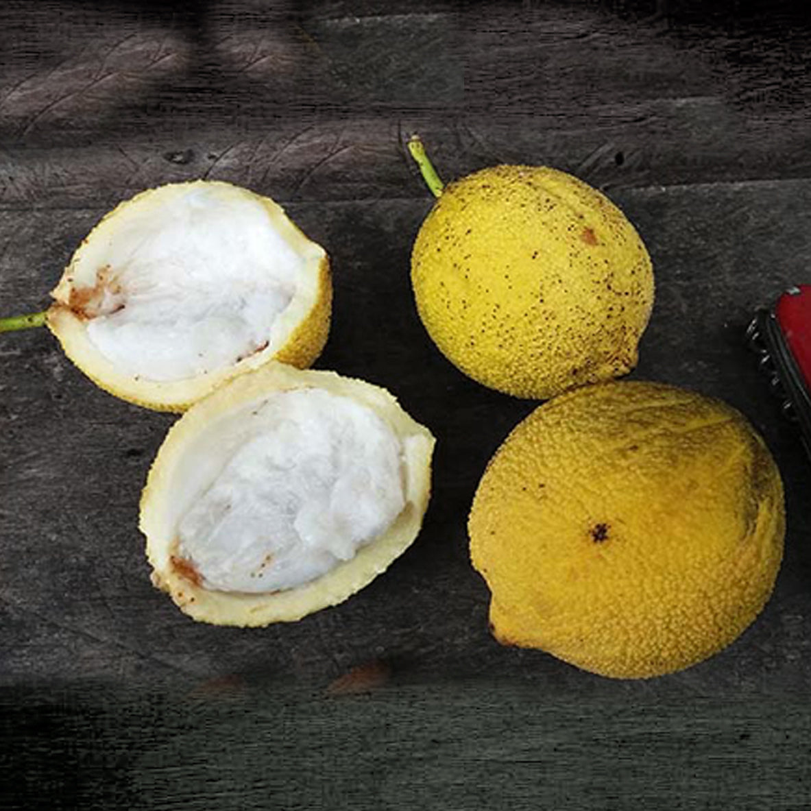 Lindero Fruit Plant (Garcinia sp. Lindero)