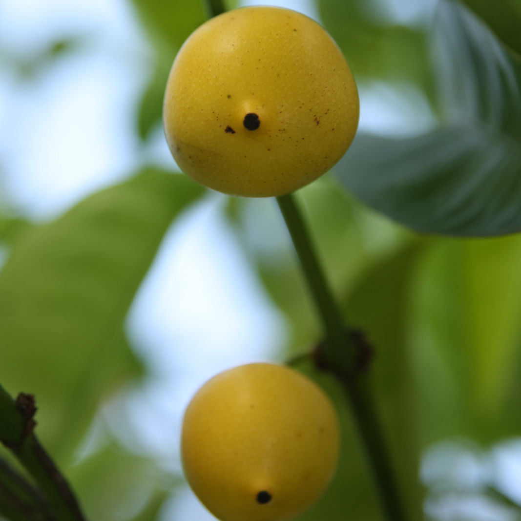 Garcinia assamica Fruit Plant