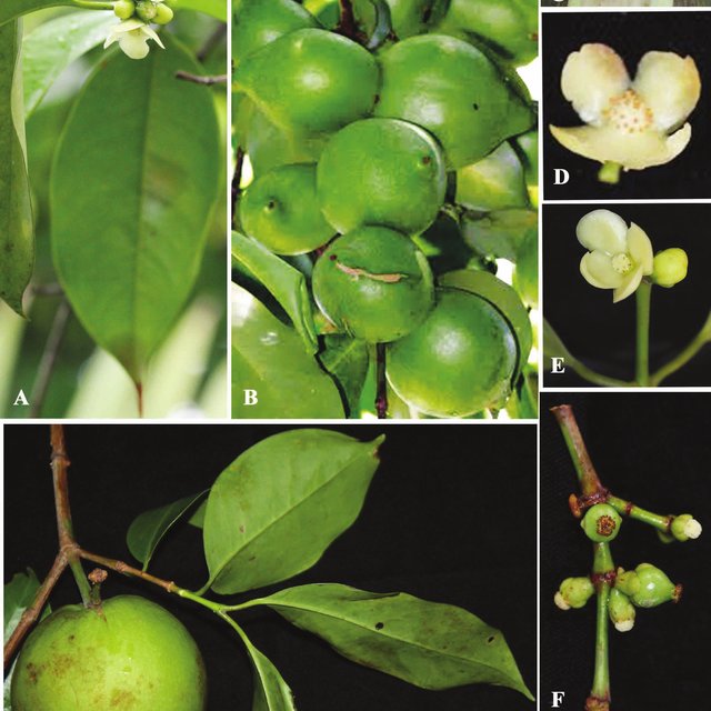 Garcinia assamica Fruit Plant