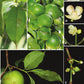 Garcinia assamica Fruit Plant
