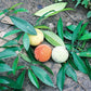 Garcinia Kola Live Plants (Garcinia Kola)