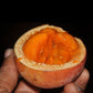 Garcinia Kola Live Plants (Garcinia Kola)