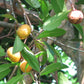 Lingnan Garcinia Live Plant (Garcinia oblongifolia)