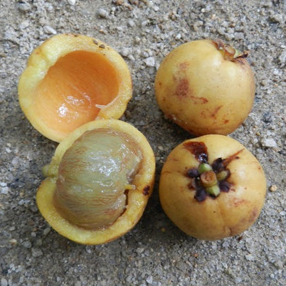 Lingnan Garcinia Live Plant (Garcinia oblongifolia)