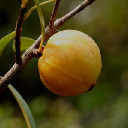 Lingnan Garcinia Live Plant (Garcinia oblongifolia)
