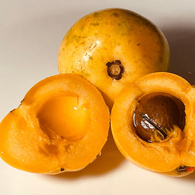Fukugi Tree Fruit Plant (Garcinia subelliptica) – veliyathgardens