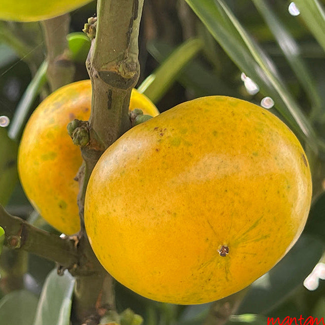 Fukugi Tree Fruit Plant (Garcinia subelliptica) – veliyathgardens