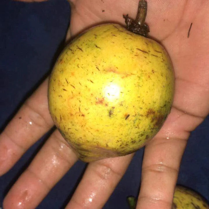 Garcinia Amazonica Fruit Plant (Garcinia amazonica)