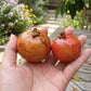 Garcinia Bancana Live Plant