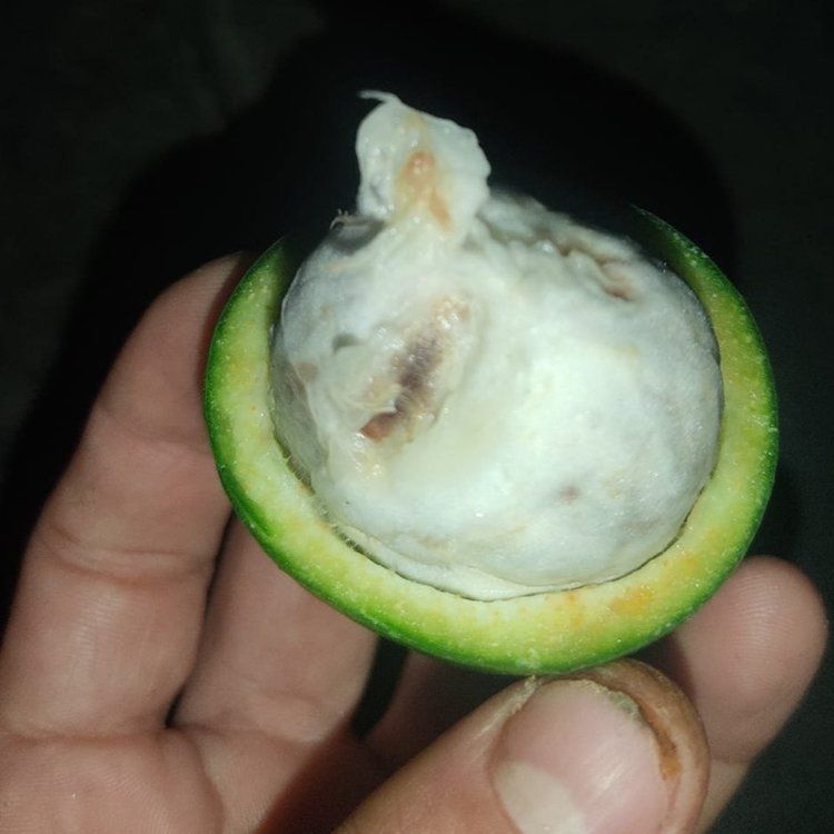 Garcinia bahiensis Live Plant