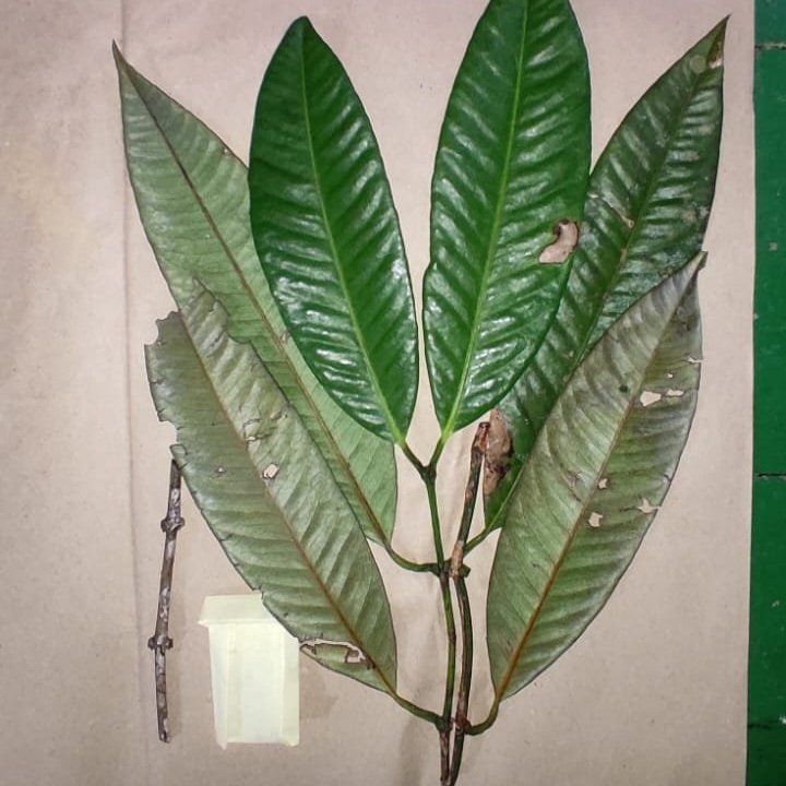 Garcinia bahiensis Live Plant