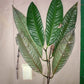 Garcinia bahiensis Live Plant