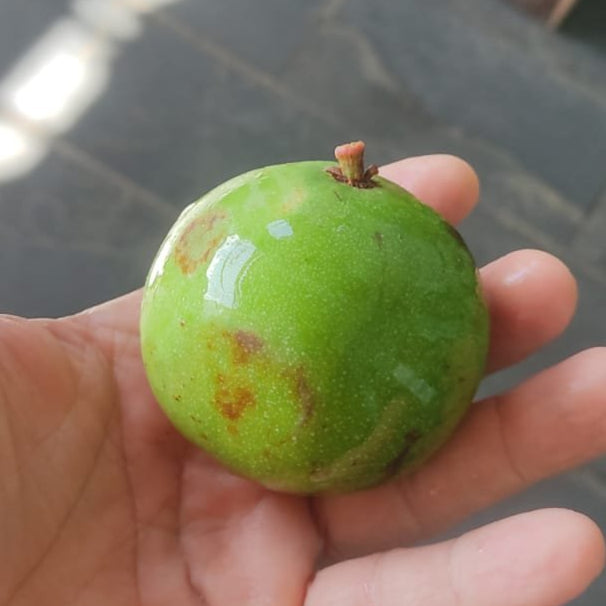 Garcinia bahiensis Live Plant