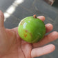 Garcinia bahiensis Live Plant