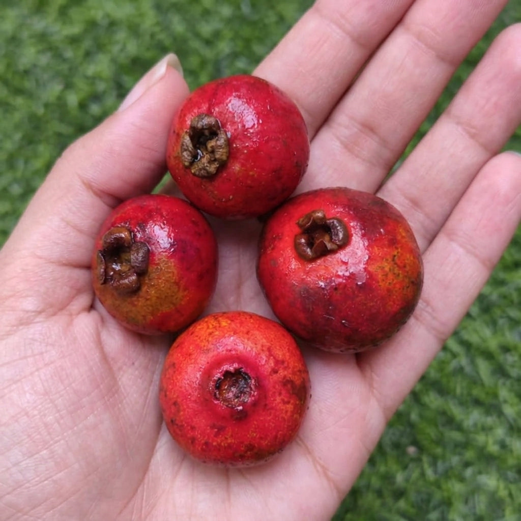 Garcinia Bancana Live Plant