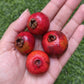 Garcinia Bancana Live Plant