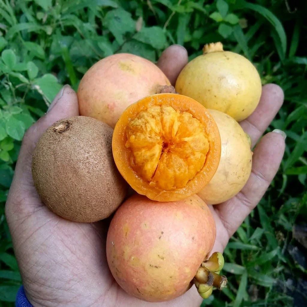 Chop-Chopa/Orange Yellow Mangosteen Live Plant (Garcinia kydia)