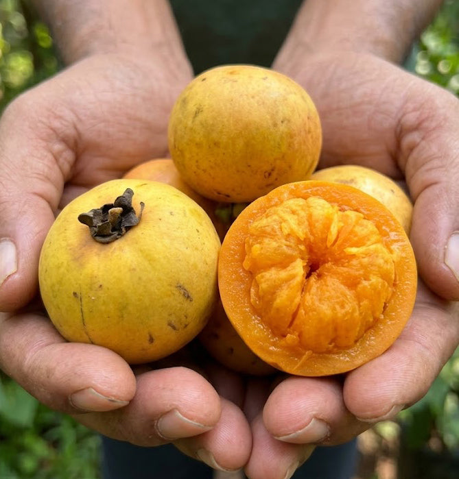 Chop-Chopa/Orange Yellow Mangosteen Live Plant (Garcinia kydia)