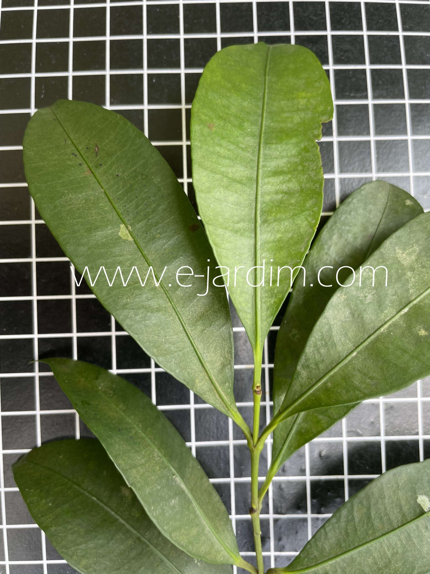 Garcinia gardne riana glazioviiLive Plant (Garcinia gardneriana glaziovii)