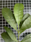Garcinia gardne riana glazioviiLive Plant (Garcinia gardneriana glaziovii)