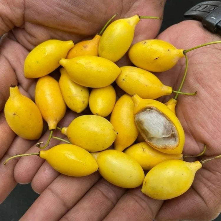 Garcinia gardne riana glazioviiLive Plant (Garcinia gardneriana glaziovii)