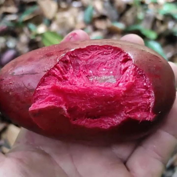 Broad Leaved Garcinia Live Plant (Garcinia latissima)