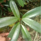 Broad Leaved Garcinia Live Plant (Garcinia latissima)