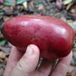 Broad Leaved Garcinia Live Plant (Garcinia latissima)