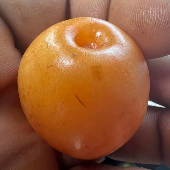 Asam Kandis Live Plant (Garcinia parvifolia)