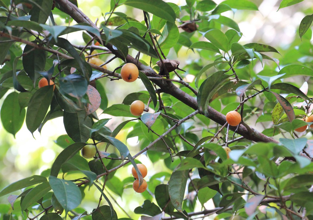 Asam Kandis Live Plant (Garcinia parvifolia)