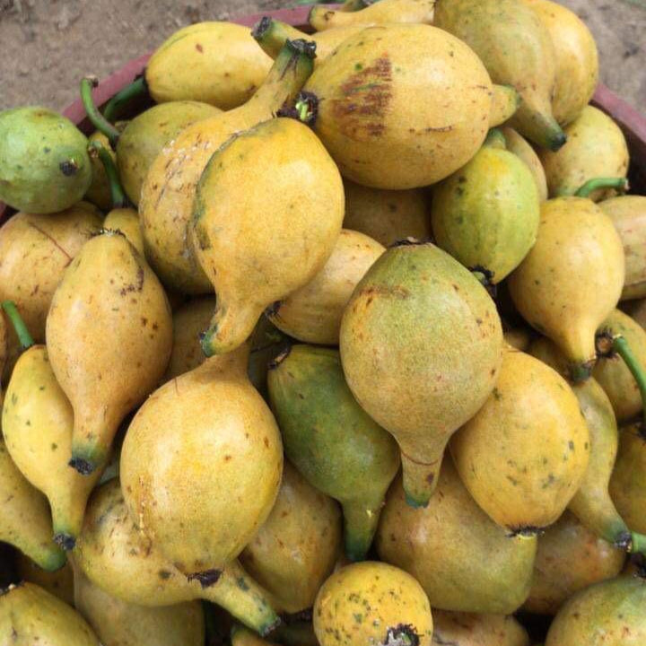 Garcinia sp. De Bico Seeds Fruit Plant