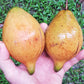 Giant Pungara Fruit Plant (Garcinia macrophylla)