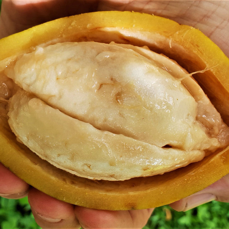 Giant Pungara Fruit Plant (Garcinia macrophylla)