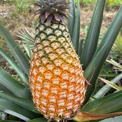 Giant Kew Pineapple (Ananas comosus)