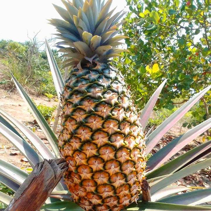 Giant Kew Pineapple (Ananas comosus)