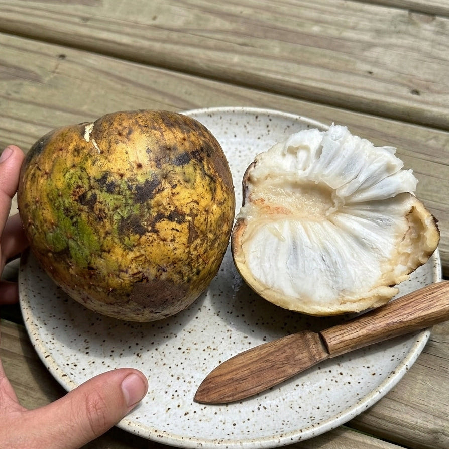Annona salzmannii  Giant yellow Live Plant