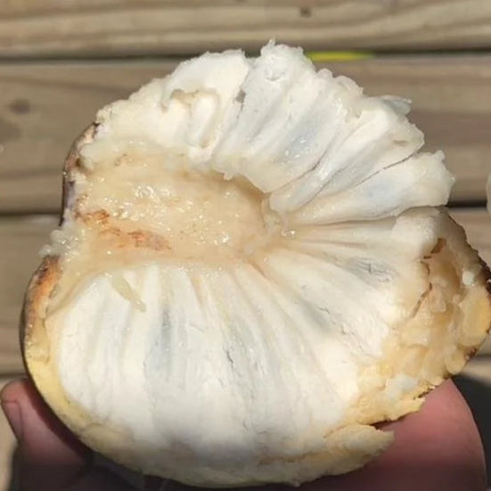 Annona salzmannii  Giant yellow Live Plant