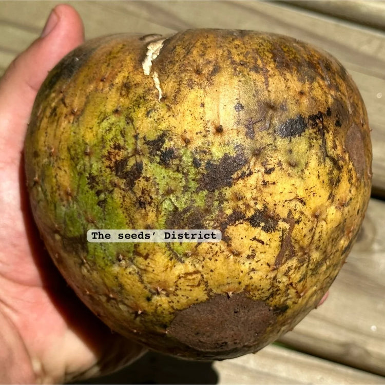 Annona salzmannii  Giant yellow Live Plant