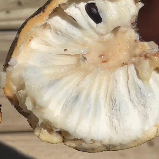 Annona salzmannii  Giant yellow Live Plant