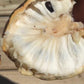 Annona salzmannii  Giant yellow Live Plant