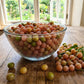 Orange Berry (Glycosmis Pentaphylla) Live Plants