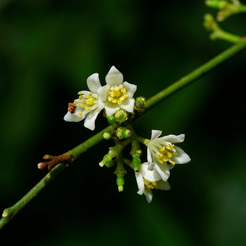 Orange Berry (Glycosmis Pentaphylla) Live Plants
