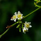 Orange Berry (Glycosmis Pentaphylla) Live Plants