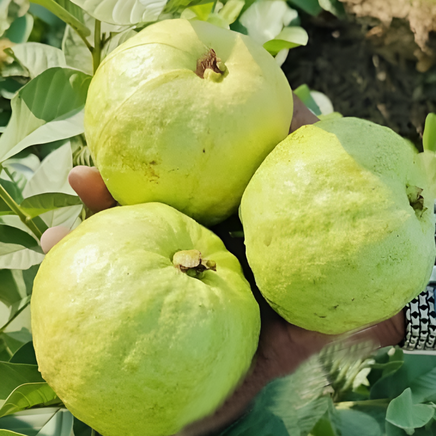 Golden 8 Guava Live Plant