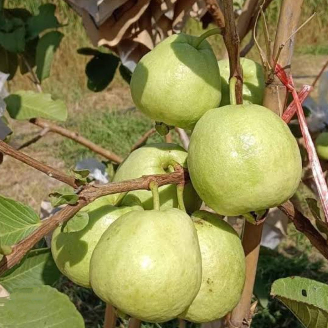Eight Guava Golden 8 Guava Live Plant – veliyathgardens