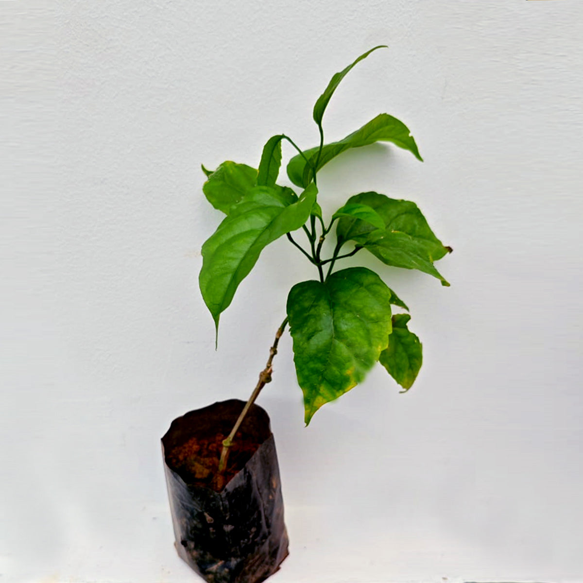 Golden Cascade Live Plant (Petraeovitex bambusetorum)